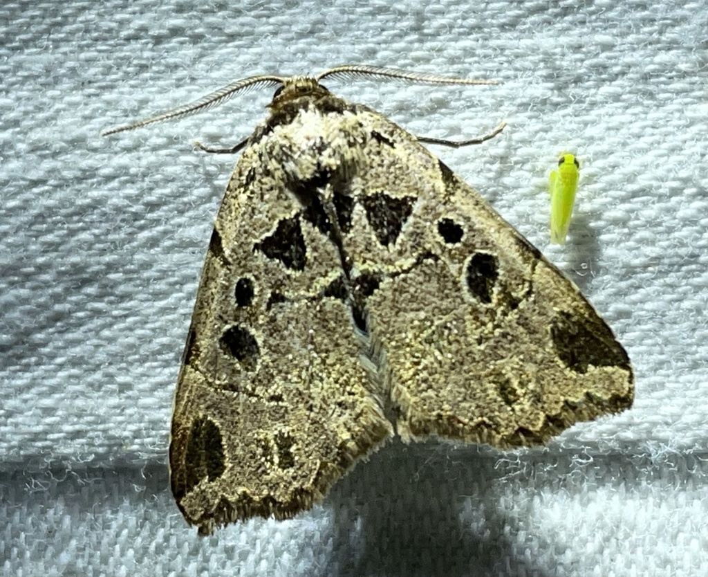 Marcipa heterospila