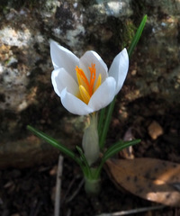 Crocus aleppicus