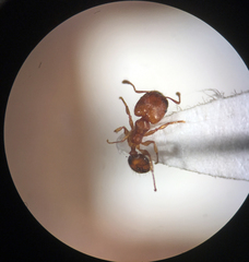 Pheidole bilimeki