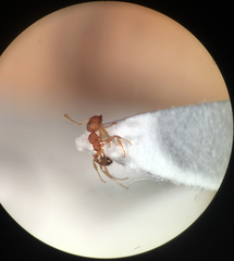 Pheidole bilimeki