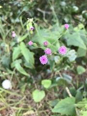 Emilia sonchifolia image