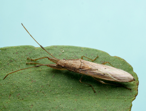 Pachygrontha austrina in life