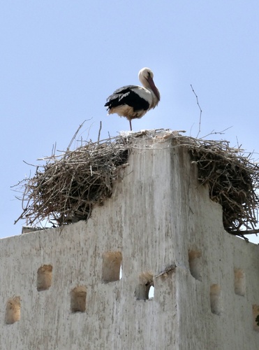 European White Stork