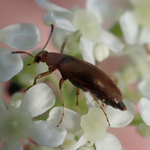 Anaspis maculata, Nationaal Park De Biesbosch, Werkendam, North Brabant, NL, photo 9 of 10