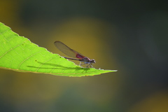 Hetaerina cruentata