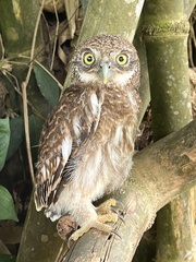 Asian Barred Owlet photo 3