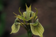 Moraea trifida