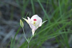 Calochortus eurycarpus
