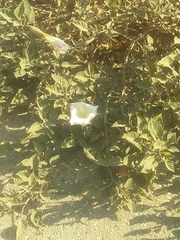 Datura wrightii
