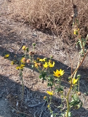 Helianthus annuus