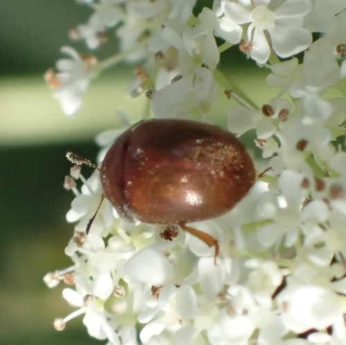 Grote gele glanskever, Nationaal Park De Biesbosch, Werkendam, North Brabant, NL, photo 10 of 10