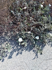 Datura wrightii