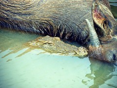 Crocodylus palustris