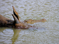 Crocodylus palustris