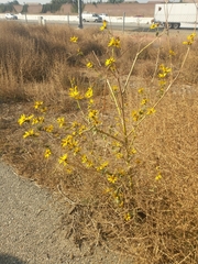Asteraceae