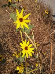 Helianthus annuus