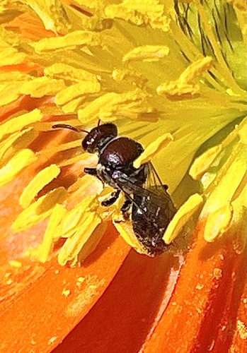 Meroglossa eucalypti
