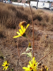 Helianthus annuus