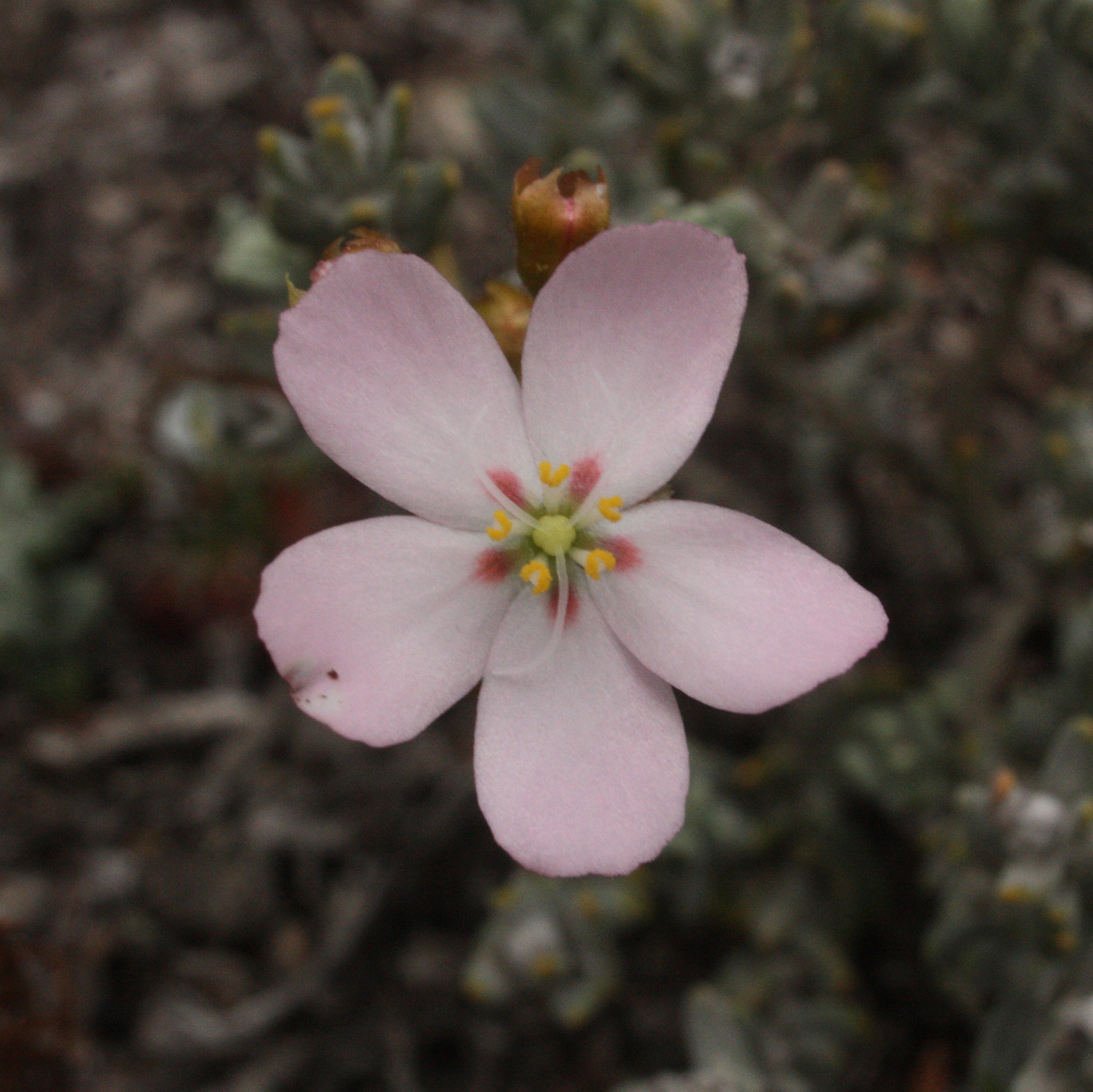 Drosera pycnoblasta Diels 3