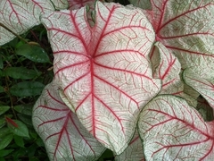 Caladium bicolor