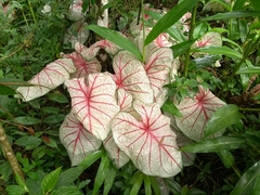 Caladium bicolor