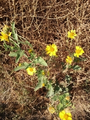 Verbesina encelioides