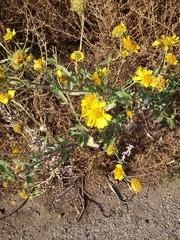 Verbesina encelioides