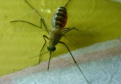 Culex pipiens