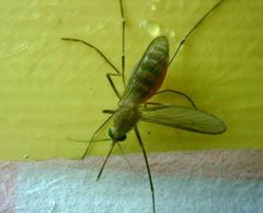Culex pipiens