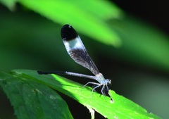 Psolodesmus mandarinus mandarinus