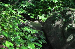 Psolodesmus mandarinus mandarinus
