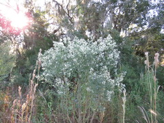 Baccharis glomeruliflora image