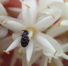 Anthrenocerus australis