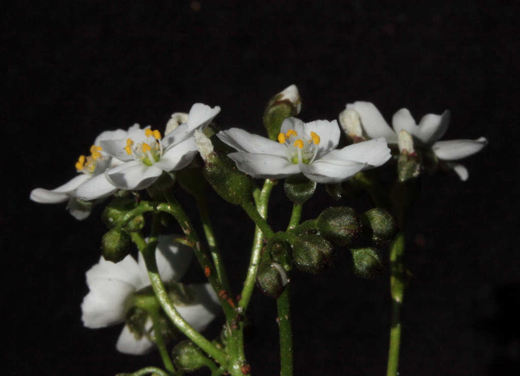 Drosera humilis Planch. 2