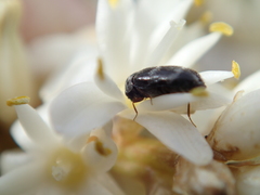 Anthrenocerus australis