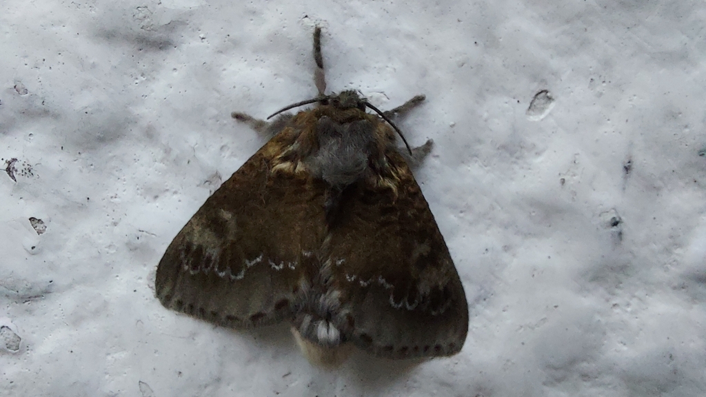 Podalia contigua