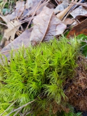 Dicranum condensatum