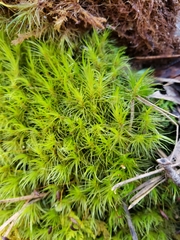 Dicranum condensatum