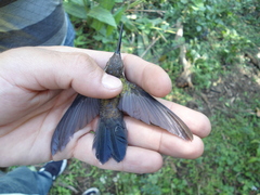 Lampornis amethystinus