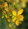 Common St. John's Wort - Photo (c) akolter, some rights reserved (CC BY-NC)