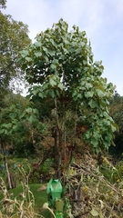 Chiranthodendron pentadactylon