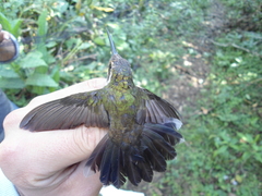 Lampornis amethystinus