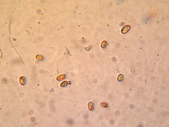 Cortinarius cinnamomeus