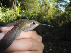 Lampornis amethystinus