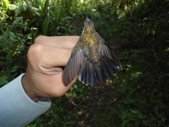 Lampornis amethystinus