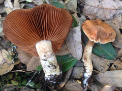Cortinarius cinnamomeus