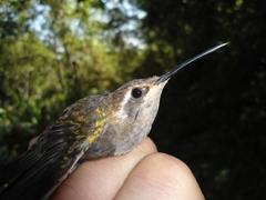 Lampornis amethystinus