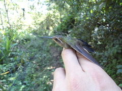 Lampornis amethystinus
