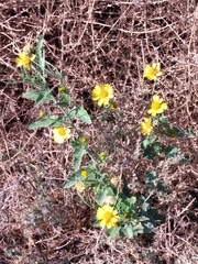 Verbesina encelioides