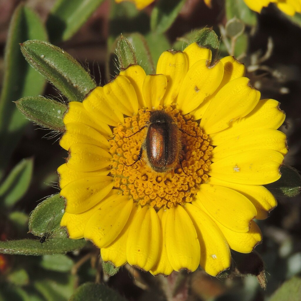 Paratriodonta alicantina